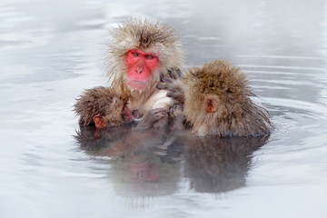 Naklejka premium Monkey Japanese macaque, Macaca fuscata, family with baby in the water. Red face portrait in the cold water with fog. Two animal in the nature habitat, Hokkaido, Japan. Mountain monkey in hot water.