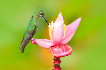Nice hummingbird Green-crowned Brilliant , Heliodoxa jacula, flying next to beautiful ping flower, Tatama, Colombia