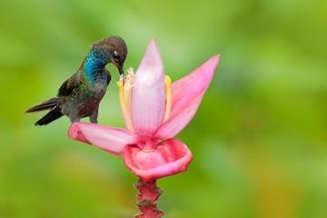 Bird sucking nectar from pink bloom. White-tailed Hillstar, Urochroa bougueri, hummingbird in flight on the ping flower, gren and yellow background, Montezuma, Colombia. Wildlife scene from nature.