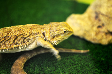 lizard closeup