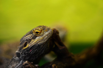 lizard closeup