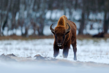 Winter with snow and big animal. European bison in the winter forest, cold scene with big brown animal in the nature habitat, snow in the tree, Poland. Wildlife scene from Europe. © ondrejprosicky