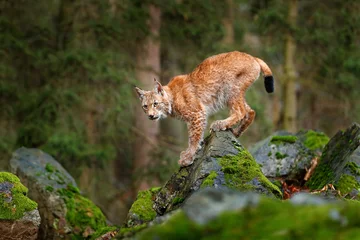 Papier Peint photo Lavable Lynx Lynx, chat sauvage eurasien marchant sur une pierre de mousse verte avec une forêt verte en arrière-plan. Bel animal dans l& 39 habitat naturel, Allemagne. Lynx grimpant sur le rocher. Scène de chasse à la faune, Europe centrale.