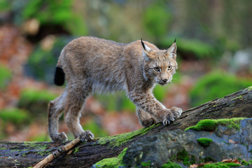 Naklejka premium Walking wild cat Eurasian Lynx in green forest