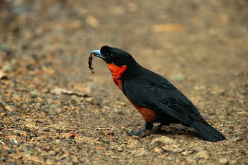 Red-ruffed Fruitcrow, Pyroderus scutatus, exotic rare tropic bird in the nature habitat, dark green forest, Otun, Colombia. Fruitcrow on the gravel road with food in the bill. Feeding scene in nature.