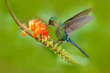 Hummingbird Long-tailed Sylph, Aglaiocercus kingi, with long blue tail feeding nectar from orange flower, beautiful action scene with open wings,. Bird in the nature tropic mountain habitat, Ecuador