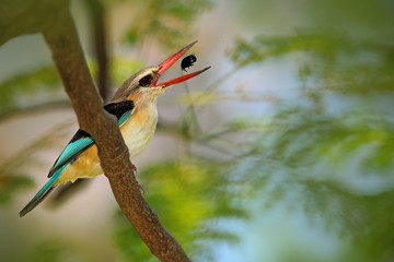 Fototapeta premium Brown-hooded Kingfisher, Halcyon albiventris, in Chobe National Park, Botswana. Wildlife scene with bird and catch food. Animal feeding scene. Wildlife from Africa. Kingfisher in the green habitat.