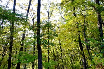 色付き始める森林