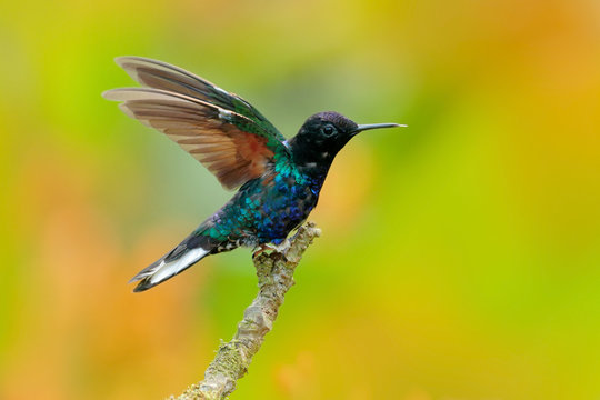 Velvet-purple Coronet, Boissonneaua jardini, dark blue and black hummingbird sitting on green lichen branch in the tropical forest, beautiful glossy and glittering bird in the nature habitat, Ecuador