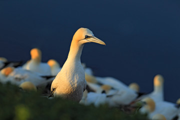 Gannet in the colony. Northern gannet with nesting material in the bill Bird in fly with dark blue...