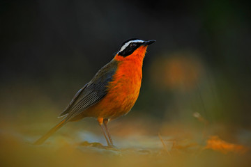 White-browed Robin-Chat, Cossypha heuglini, sitting on the stone in the nature habitat. Orange robin from the Botswana. Beautiful shiny bird in the green forest. Shiny blue bird from Africa