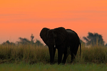 Beautiful evening after sunset with elephant. African Elephant walking in the water yellow and green grass. Big animal in the nature habitat, Chobe National Park, Botswana, Africa. Orange twilight sky