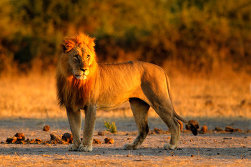 African lion, Panthera leo, detail portrait of big animal, evening sun, Chobe National Park,...
