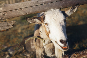 The goat looks out from behind a wooden fence.