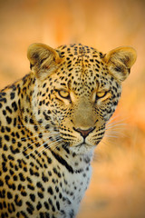 Detail portrait of wild cat. African Leopard, Panthera pardus shortidgei, Hwange National Park, Zimbabwe, portrait portrait eye to eye with nice orange backround. Head of leopard, evening sun.