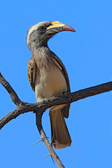 African Grey Hornbill, Tockus nasutus, portrait of grey and black bird with big yellow bill, sitting on the branch wit blue sky, Botswana, Africa