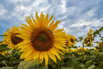 Sunflower, selective focus