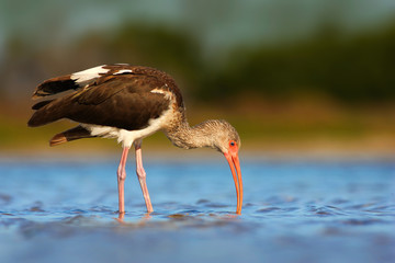 Young brown White Ibis, Eudocimus albus, white bird with red bill in the water. Ibis feeding food in the lake, Florida, USA. Beautiful morning sun with bird. Wildlife scene from Florida.