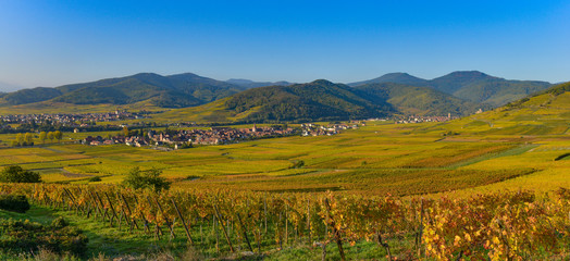Fototapeta na wymiar Vineyard and townscape Kaysersberg, Alsace in France