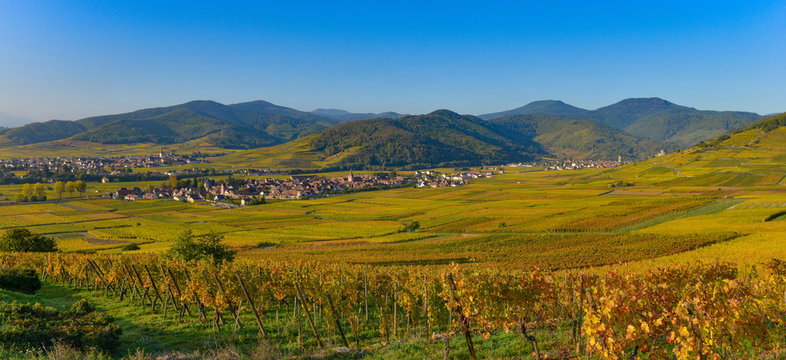 Vineyard and townscape Kaysersberg, Alsace in France