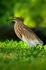 Indian Pond Heron, Ardeola grayii grayii, in the nature swamp habitat, Sri Lanka. Heron in the beautiful green grass. Bird from Asia