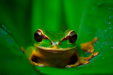 Beautiful animal in tropic forest. Masked Smilisca, Smilisca phaeota, exotic tropic green frog from Costa Rica, close-up portrait. Frog in the green leave.