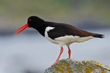 Oystercatcher, Heamatopus ostralegus, water bird in the wave, with open red bill,Norway. Bird sitting on the yellow lichen stone. Oystercatcher in the nature habitat