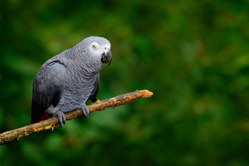 African Grey Parrot, Psittacus erithacus, sitting on the branch, Kongo, Africa. Wildlife scene from nature. Parrot in the green tropic forest.