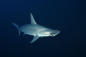 Obraz premium Dangerous big Shark Underwater safari Egypr Red Sea
