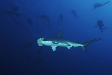 Dangerous big Shark Underwater safari Egypr Red Sea