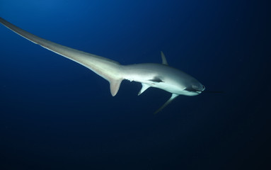 Fototapeta premium Dangerous big Shark Underwater safari Egypr Red Sea