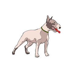 Obraz na płótnie Canvas Dog. Bull Terrier. Isolated vector object on white background.