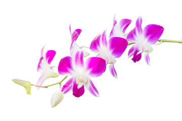 Obraz na płótnie Canvas Beautiful purple orchid - phalaenopsis