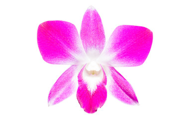 Beautiful purple orchid - phalaenopsis