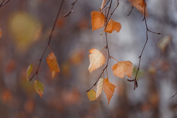 Autumn leaves, vintage film effect added