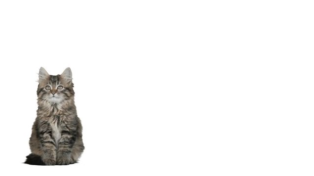 cute funny kitten sitting and looking on a white background