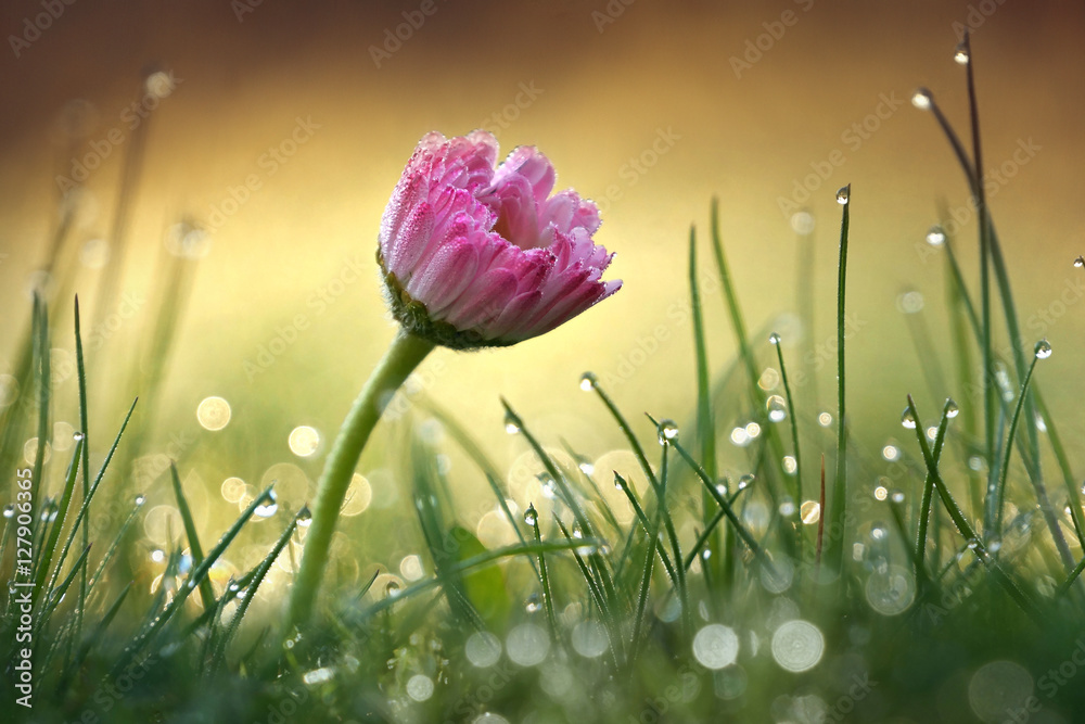 Aufkleber beautiful flower pink daisy with soft focus of a summer morning in the grass with dew in the sunligh