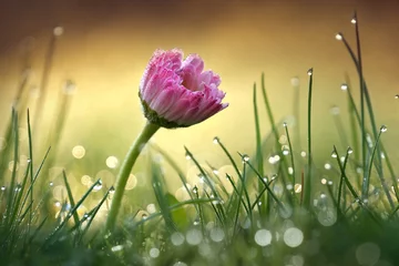 Crédence de cuisine en verre imprimé Fleurs Belle fleur marguerite rose avec un flou artistique d& 39 un matin d& 39 été dans l& 39 herbe avec de la rosée dans la macro gros plan du soleil. Image artistique élégante et douce romantique, bokeh rond, fond doré flou.
