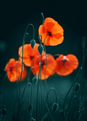 Beautiful red flowers and buds of poppies in spring in the outdoors in the summer evening. Bright elegant expressive artistic image, the soft blurred dark background close-up macro.