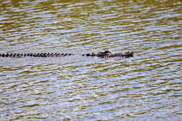 crocodile in water 