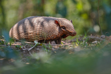 Armadillo in the nature habitat of brazilian forest, euphractus sexcinctus, amazing creature, south american wildlife, beauty of nature, wild in pantanal