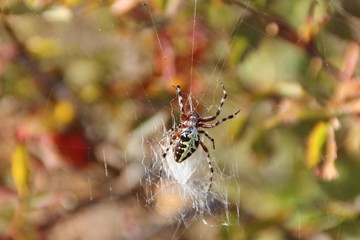 Spider