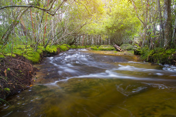 beautiful scenery - calm mountain water stream flowing in green forest - selective focus.