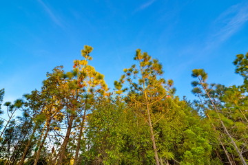 Pine green forest background in a sunny day.