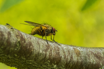 fly