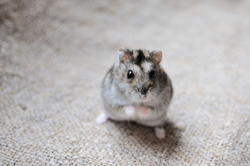 very cute hamster