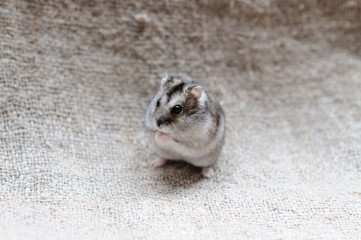 small and cute Djungarian hamster