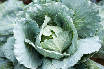 Fresh cabbage