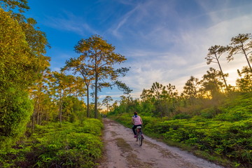 Fototapeta premium The dirt road leading to the pine forest