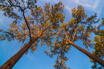 Pine green forest background in a sunny day.